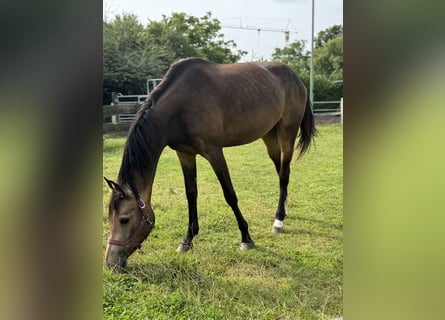 Rhinelander, Mare, 3 years, 15,1 hh, Buckskin