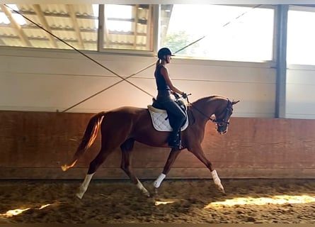 Rhinelander, Mare, 3 years, 16,1 hh, Chestnut-Red