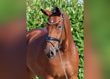 Rhinelander, Mare, 3 years, 16,2 hh, Brown