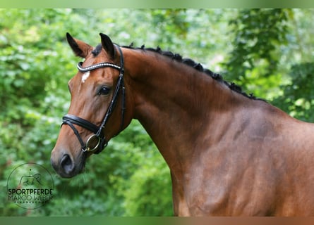 Rhinelander, Mare, 3 years, 16.3 hh, Brown