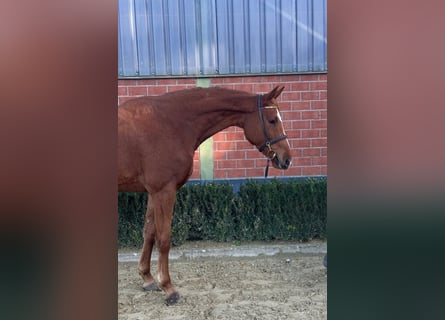 Rhinelander, Mare, 3 years, 16,1 hh, Chestnut-Red