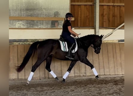 Rhinelander, Mare, 4 years, 15.2 hh, Black Rhinelander, Mare, 4 years, 15.2 hh, Black