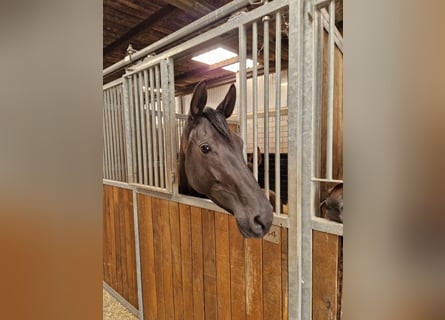 Rhinelander, Mare, 4 years, 16,3 hh, Black