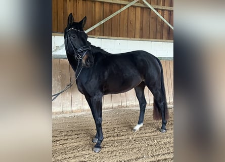 Rhinelander, Mare, 5 years, 15,2 hh, Black
