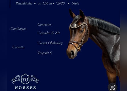 Rhinelander, Mare, 5 years, 16 hh, Bay-Dark