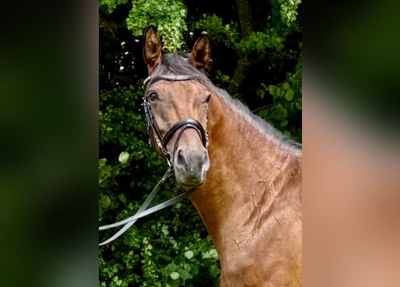 Rhinelander, Mare, 5 years, 16 hh, Brown