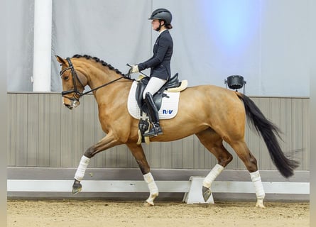 Rhinelander, Mare, 5 years, Chestnut-Red