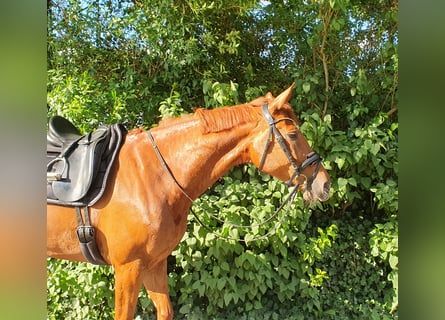 Rhinelander, Mare, 6 years, 16.1 hh, Chestnut-Red