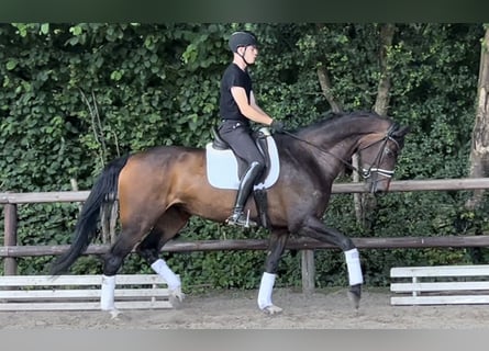 Rhinelander, Mare, 6 years, 16.2 hh, Bay-Dark