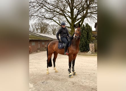 Rhinelander, Mare, 6 years, 16,1 hh, Brown