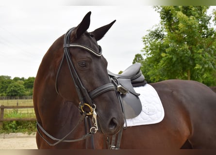 Rhinelander, Mare, 7 years, 16,1 hh, Black