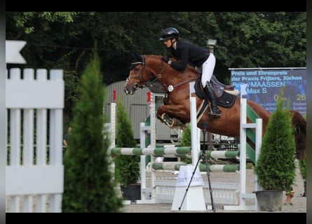 Rhinelander, Mare, 7 years, 16,1 hh, Chestnut-Red