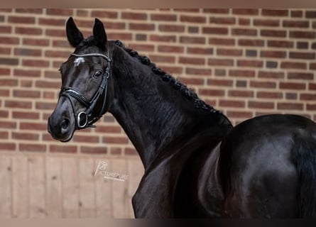 Rhinelander, Mare, 8 years, 16.1 hh, Black