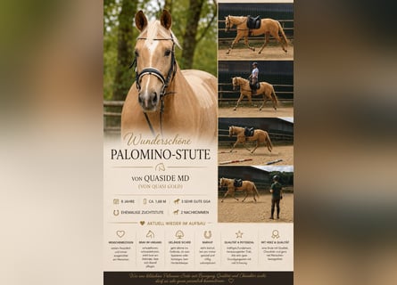 Rhinelander, Mare, 8 years, 16.1 hh, Palomino