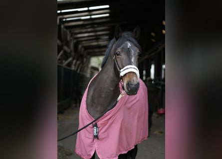 Rhinelander, Mare, 8 years, 16 hh, Bay-Dark