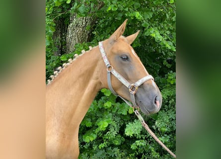 Rhinelander, Mare, 8 years, 16 hh, Palomino