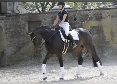 Rhinelander, Mare, 8 years, 16,1 hh, Bay-Dark
