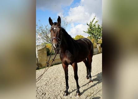 Rhinelander, Mare, 8 years, 16,2 hh, Brown