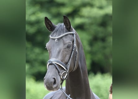 Rheinländer, Stute, 9 Jahre, 16,3 hh, Rappe