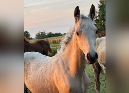 Rhinelander, Mare, Foal (04/2025), 14.3 hh, Buckskin
