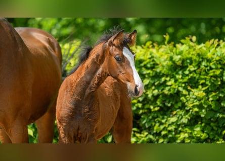 Rhinelander, Mare, Foal (02/2024), Brown