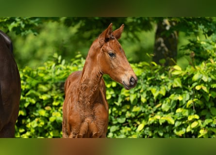 Rhinelander, Mare, Foal (03/2024), Brown