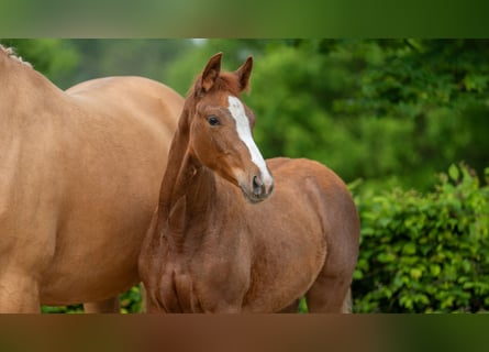 Rhinelander, Mare, Foal (01/2024), Roan-Red