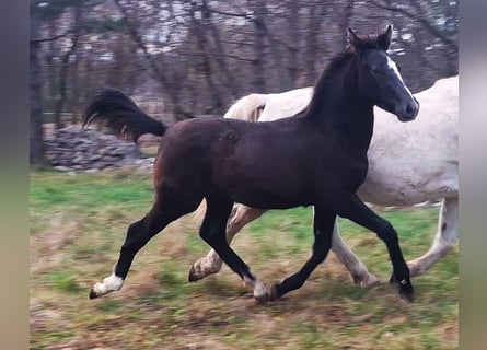 Rhinelander, Stallion, 1 year, 16 hh