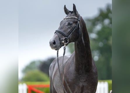 Rhinelander, Stallion, 2 years, 16 hh, Gray