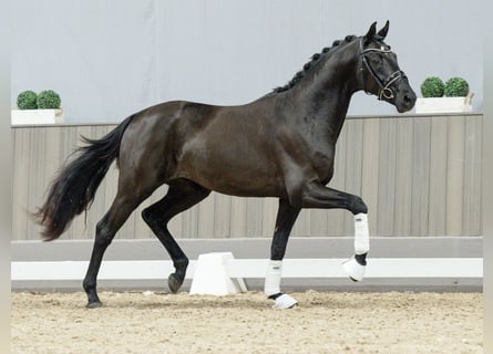 Rhinelander, Stallion, 2 years, Black