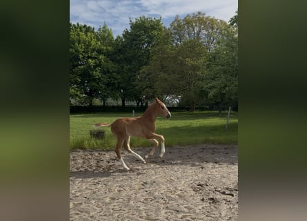 Rhinelander, Stallion, Foal (03/2026), 16.2 hh, Chestnut-Red
