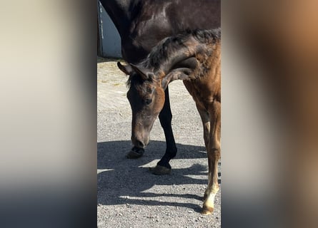 Rhinelander, Stallion, Foal (04/2024), 16.3 hh, Brown