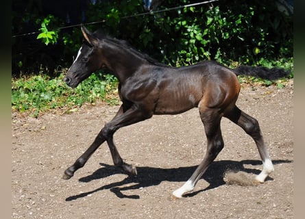 Rhinelander, Stallion, , 16 hh, Brown