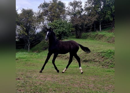 Rhinelander, Stallion, Foal (06/2025), 16 hh, Brown