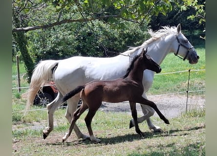 Rhinelander, Stallion, Foal (06/2025), 16 hh, Brown
