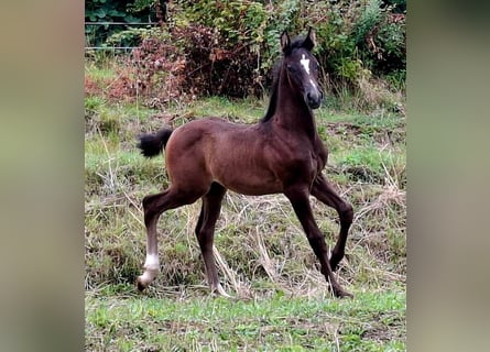 Rhinelander, Stallion, Foal (06/2025), 16 hh, Brown
