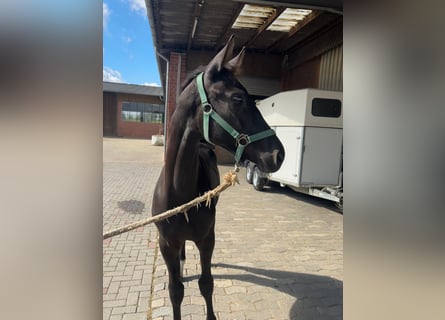 Rhinelander, Stallion, Foal (03/2025), 16,2 hh, Bay-Dark