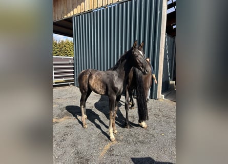 Rhinelander, Stallion, Foal (05/2025), 16,3 hh, Black