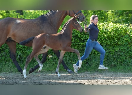 Rhinelander, Stallion, , Brown