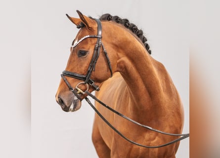 Rijnlander, Hengst, 2 Jaar, Bruin