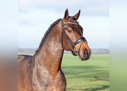 Rheinländer, Hengst, 6 Jahre, 171 cm, Brauner