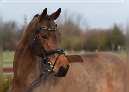 Rijnlander, Merrie, 10 Jaar, 168 cm, Bruin