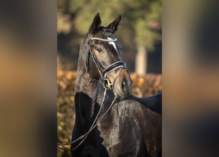 Rijnlander, Merrie, 10 Jaar, 170 cm, Zwart