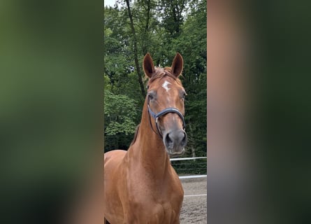 Rijnlander, Merrie, 10 Jaar, 173 cm, Vos