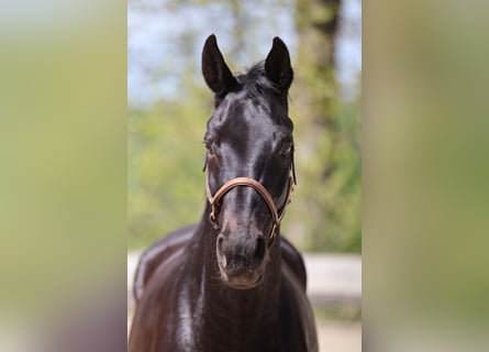 Rijnlander, Merrie, 13 Jaar, 165 cm, Zwartbruin