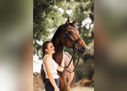 Rijnlander, Merrie, 13 Jaar, 167 cm, Bruin