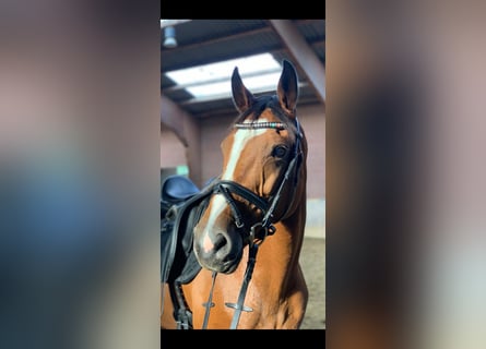 Rijnlander, Merrie, 16 Jaar, 171 cm, Bruin