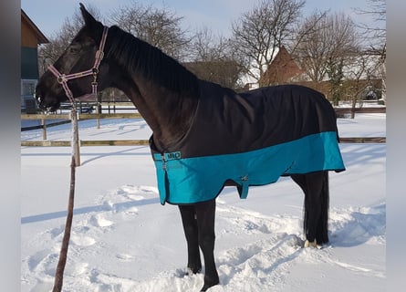 Rijnlander, Merrie, 19 Jaar, 174 cm, Donkerbruin