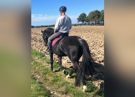 Rijnlander, Merrie, 19 Jaar