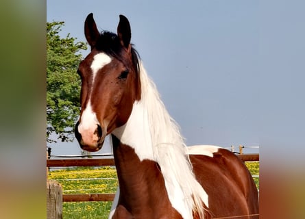Rijnlander, Merrie, 3 Jaar, 169 cm, Gevlekt-paard